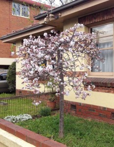 A sunny spring morning