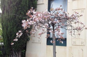 Spring-Blossom