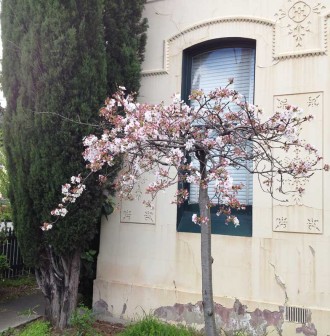 Spring-Blossom