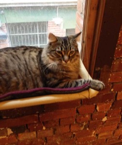 Cat sunning herself in a window hammock