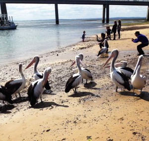Pelicans waiting for lunch