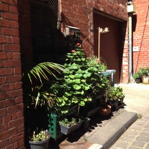 Well tended plants and herbs 