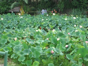 Lotus bed