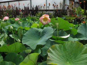 Lotus flowers and seed heads