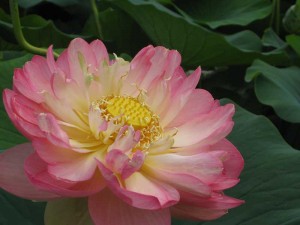 Lotus flower Vietnam's national flower