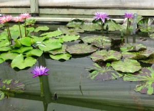 Water lilies