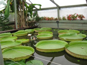 Water lilies from South America