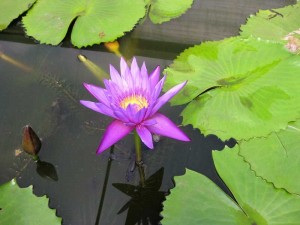 Water lily