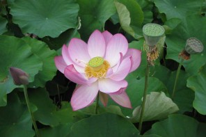 Blue Lotus Water Gardens at Yarra Junction