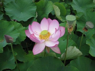Pink-Lotus-&-seed-heads