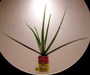 Aloe Vera in a Mackerel can