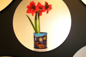 Amaryllis-Edward-Roseno