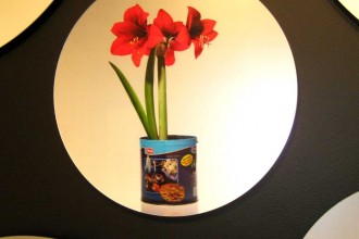 Amaryllis-Edward-Roseno