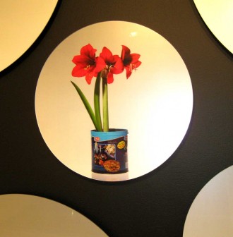 Amaryllis-Edward-Roseno